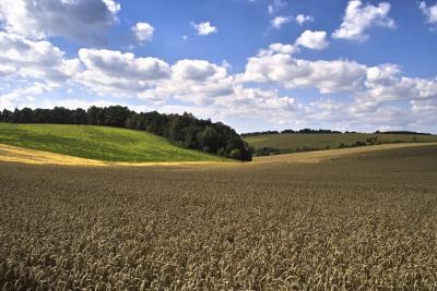 Summer Fields