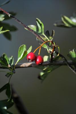 Red Berries