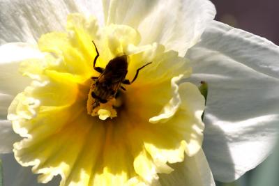 Bee on Daffodil.jpg