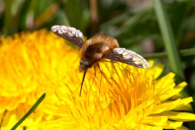 Bee Fly on Dandilion2.jpg