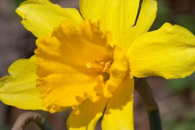 Yellow Daffodil.jpg