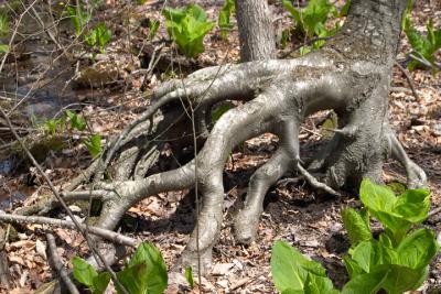 Wierd Tree Roots.jpg
