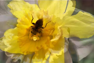 Multi exposed Daffodil.jpg