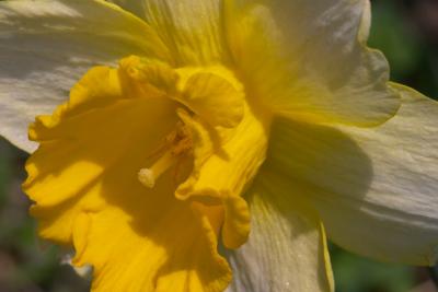Faded Daffodil.jpg