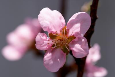 Peach Blossom.jpg