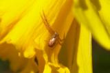 Spider on Daffodil.jpg