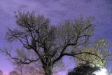 Nighttime Tree Painting.jpg