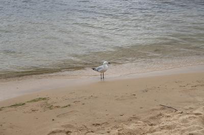 A Token Seagull
