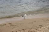 A Token Seagull