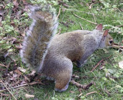 Squirrel in St James Park.
