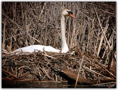 Mute Swan nesting.. (Cygnus olor )