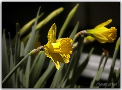 First Daffies of Spring