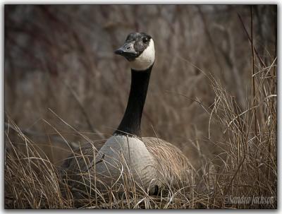 Canada Goose sitting on her nest