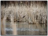 Red Winged Blackbird at Pond