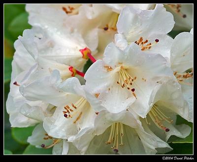 Rhododenren Blossoms
