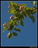 Blossoms in the Sky