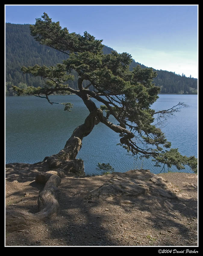 Giant Bonsai