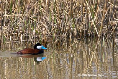 u43/slowpokebill/medium/27834650.RuddyDuckMales.jpg