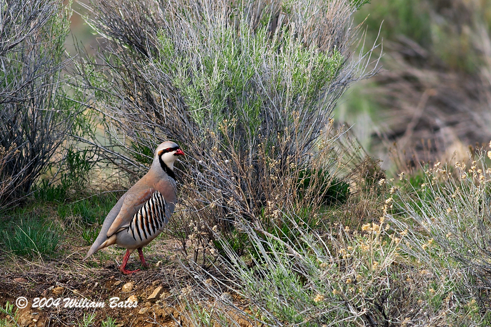 Chukar.jpg