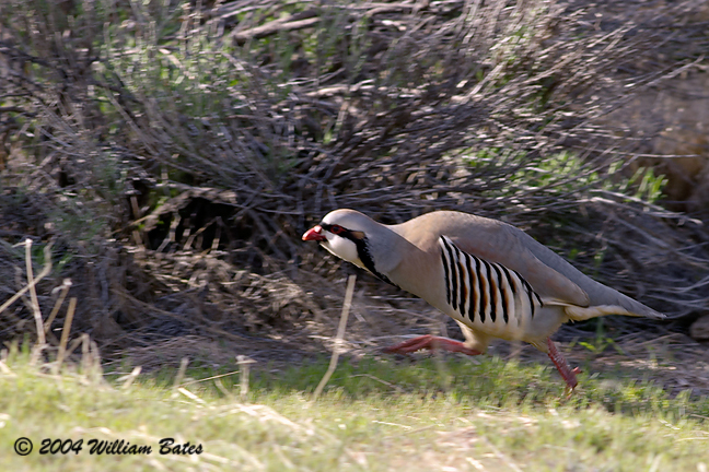 A Chukars Natural State RUNNING.jpg