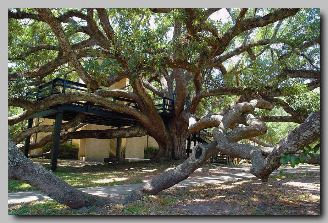 Friendship Oak