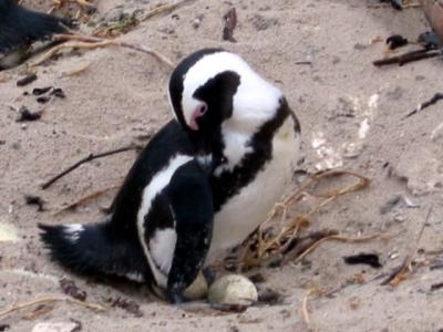 Boulder Beach (Penguins)