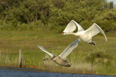 Plum Island Mom Baby Swan Fly 1 WEB .jpg