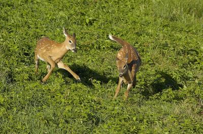 Plum Island Fawns Running.jpg