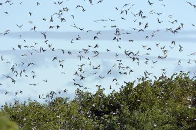 Plum Island Swallows.jpg