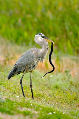 178 Great Blue Heron With Snake