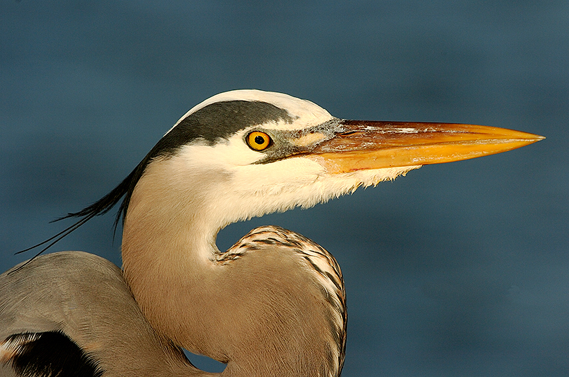 177 Great Blue Heron at Sunset