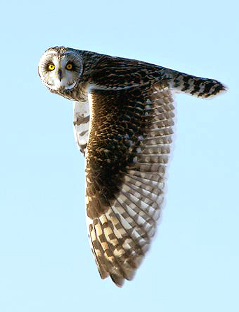  Plum Island, Parker River National Wildlife Refuge Short Eared Owl Cropped