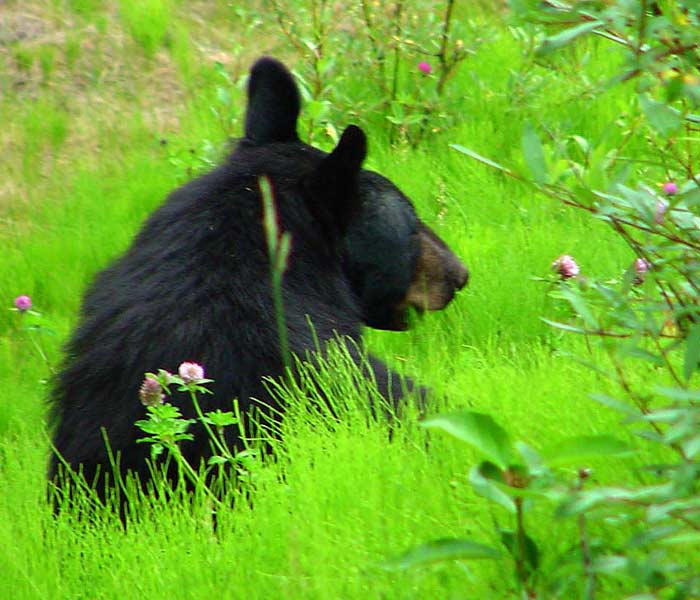 Jasper Black Bear