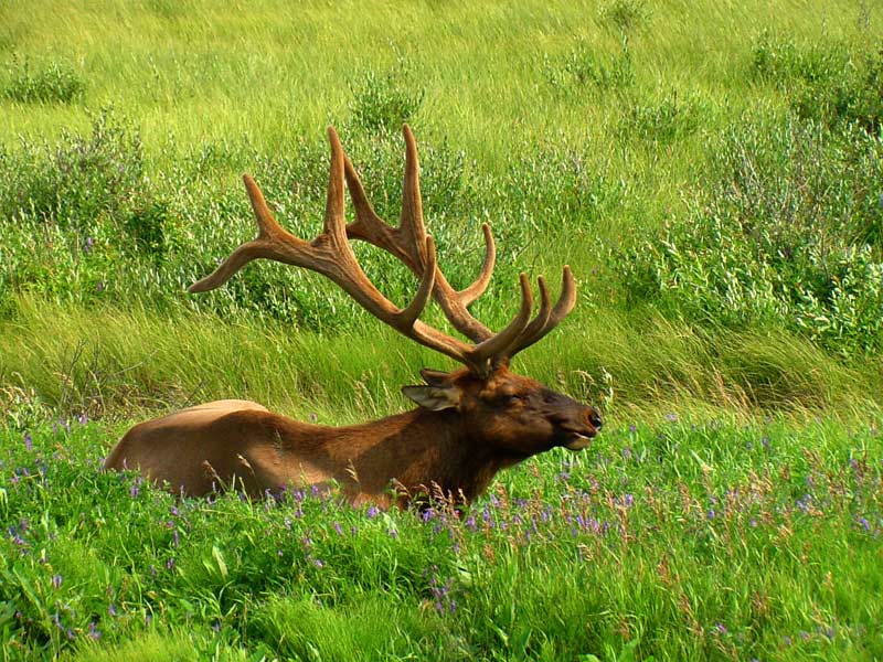 Jasper Elk