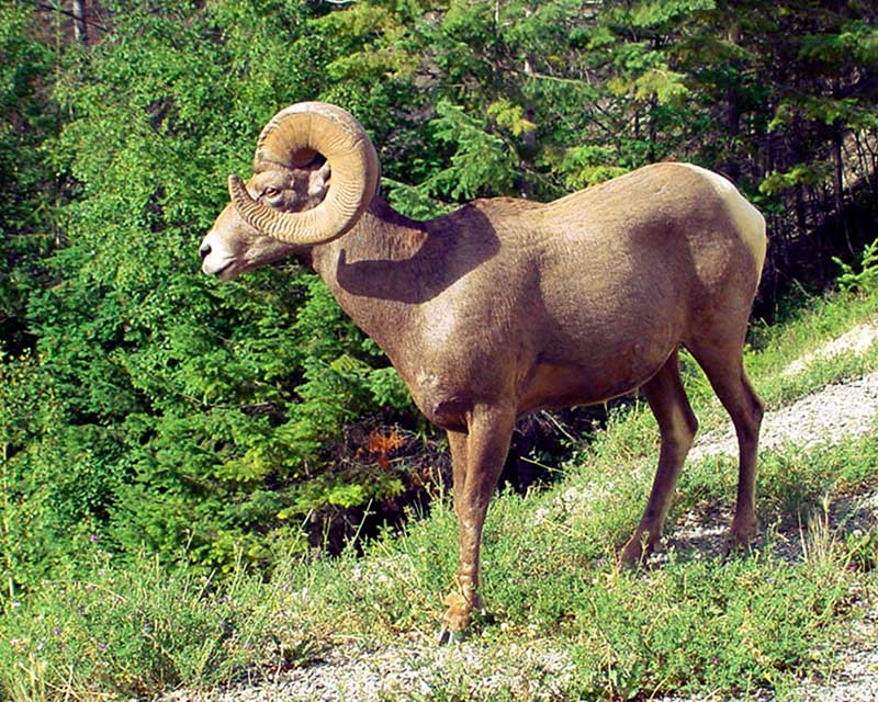Yoho NP