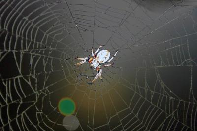 Sept. 8, 2004 - Itsy Bitsy Spider