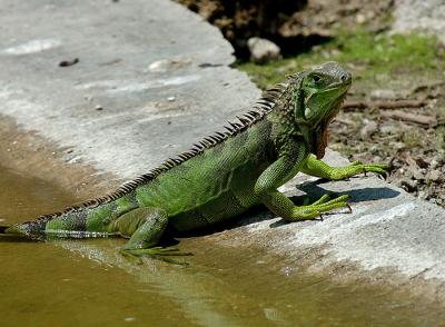 GreenIguana.jpg