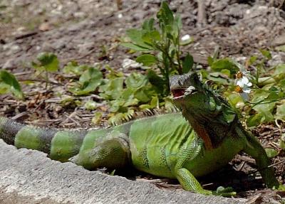 GreenLizard-2.jpg