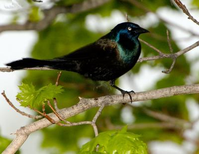Beamer-Grackle.jpg