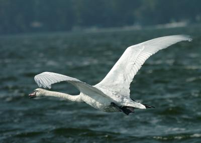 TrumpetSwan.jpg