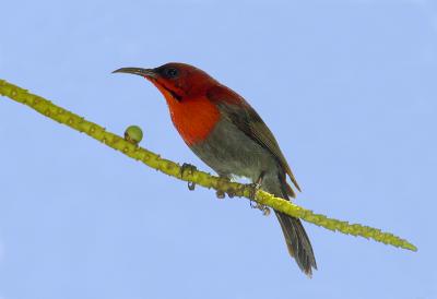 Crimson Sunbird