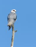 Black Shoulder Kite