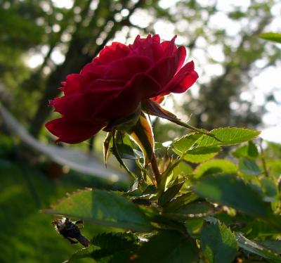First Rose