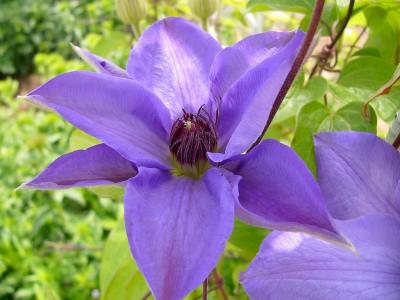 Another Flower.jpg
