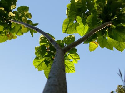 Catalpa