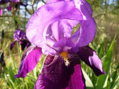 Purple Iris