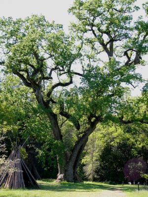 Oak Tree