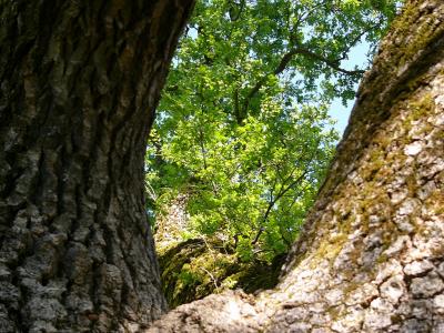 Oak Looking Up