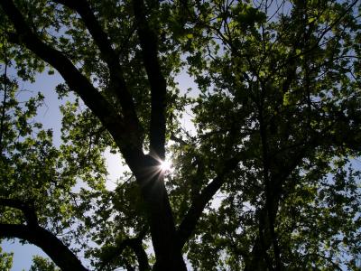 Oak Tree 2
