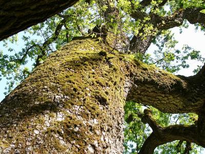 Oak Tree 3
